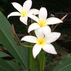 Meet your Posher, Shyamali